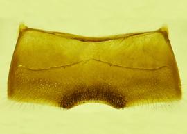   Anthidium labergei  male, ventral view of fourth sternum (S4), photo from Gonzalez and Griswold 2013 
